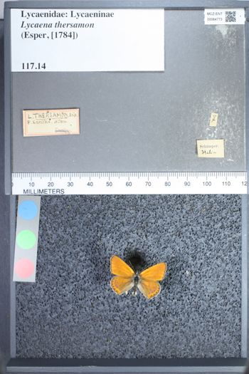 Media type: image;   Entomology 64773
